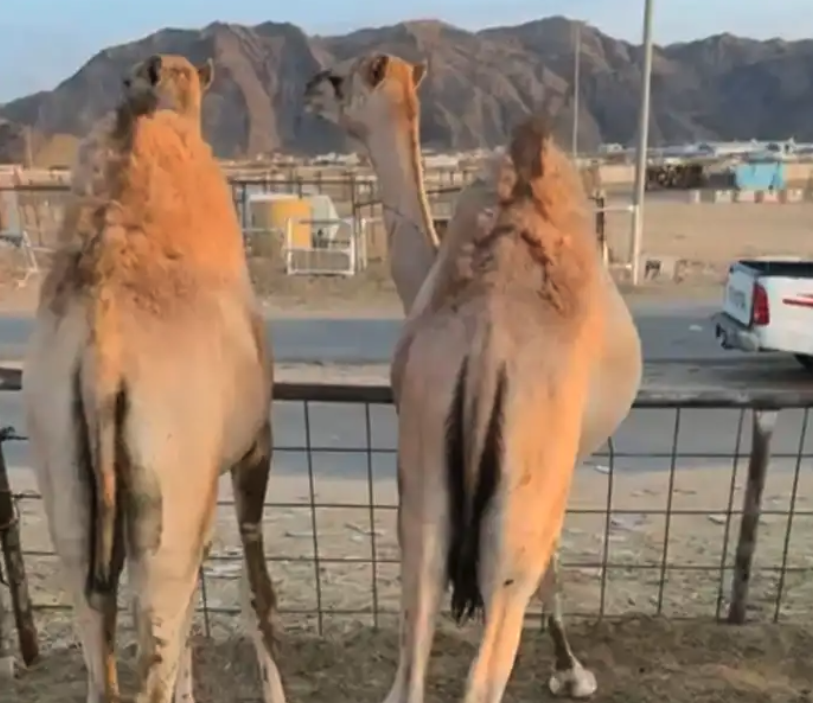 قعدان مغلقه الموقع نجران