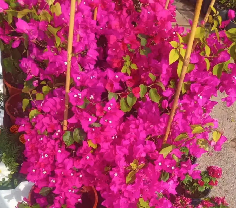 مشتل مشاتل الرياض