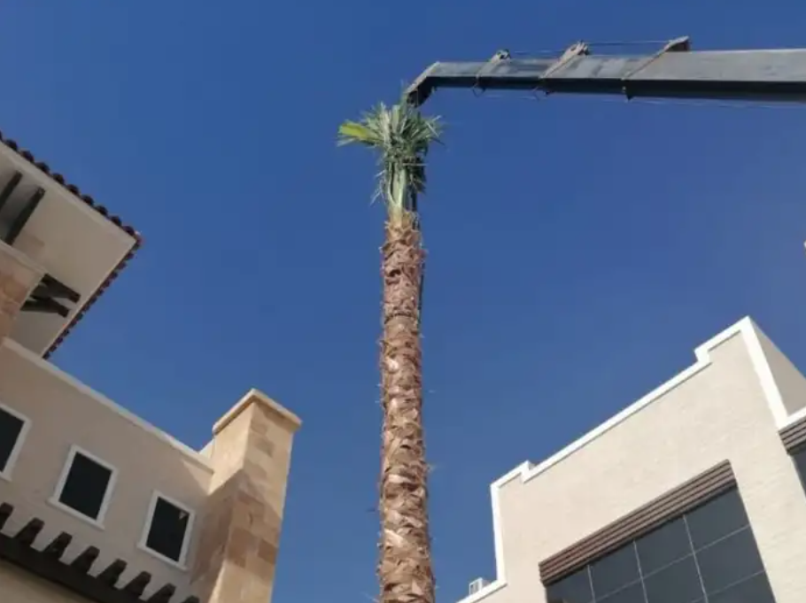نخل واشنطني زينه امريكي