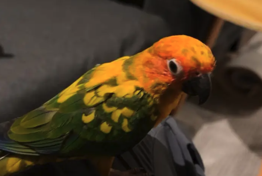 طير صن كنيور مفقود