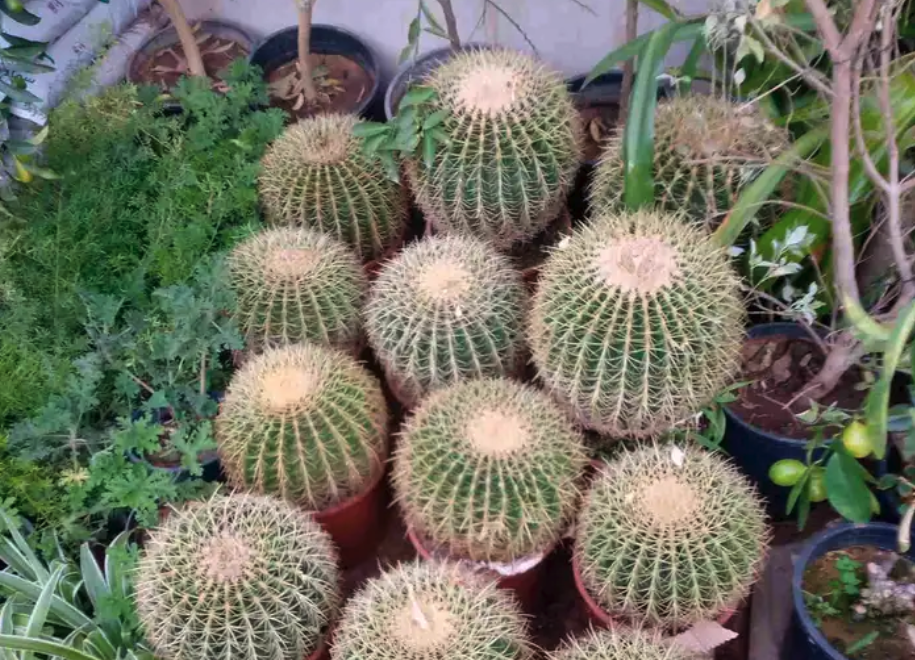 مشتل ابوساجد لتنسيق الحدائق وبيع الاشجار والزهور والنباتات