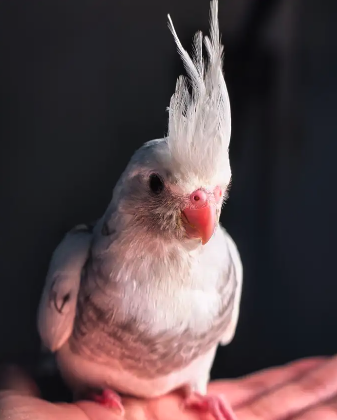 فروخ كوكتيل هولندي وايت فيس بيرل بايد