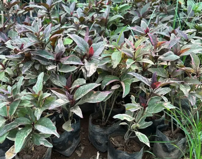 عرض شتلات الجمله 5000 شتله بريال و30 هلله شامل التوصيل 1.30