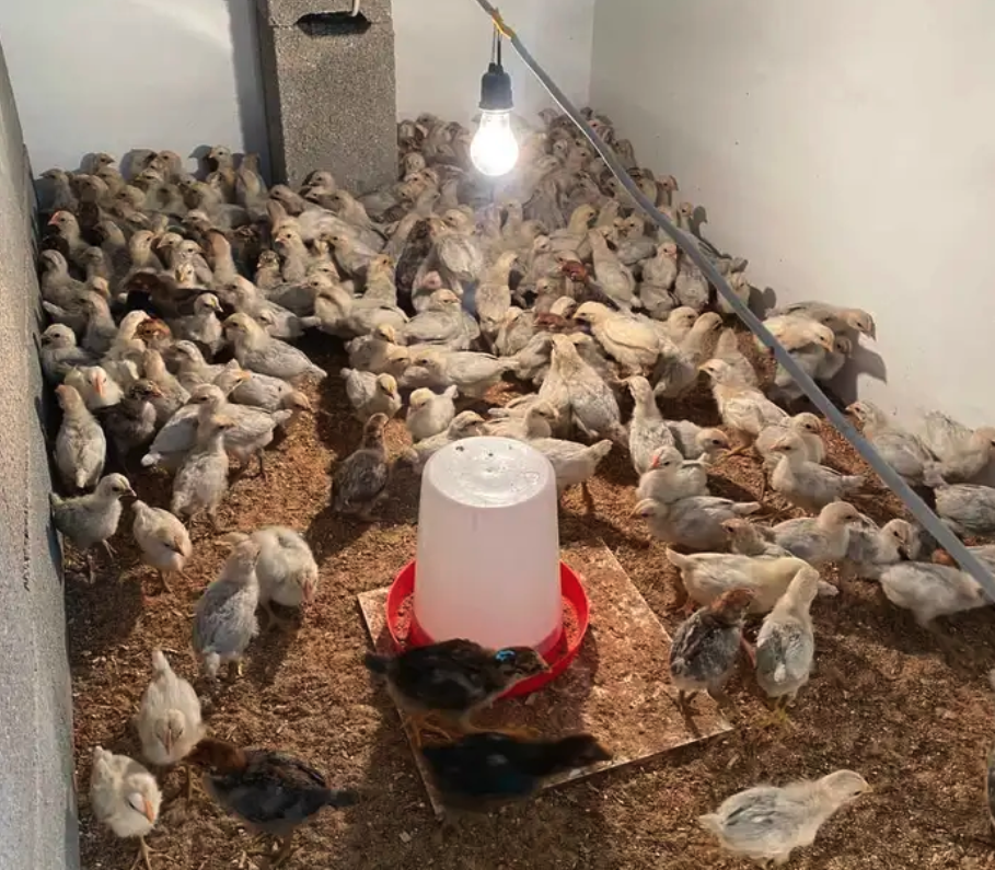 صوص فيومي المنيوم