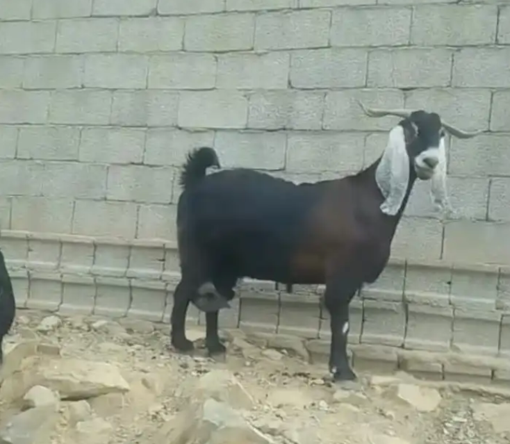 معزة للبيع
