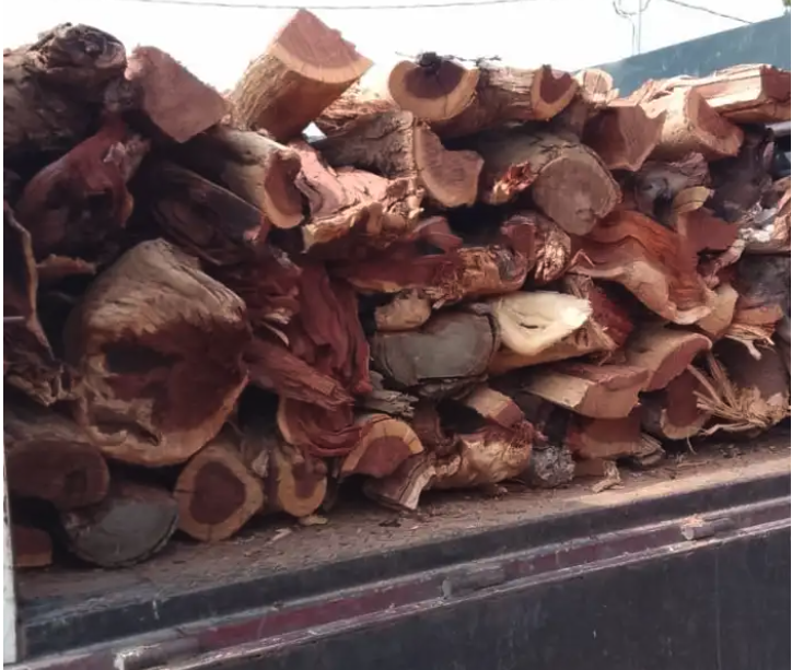 حطب أفريقي سمر