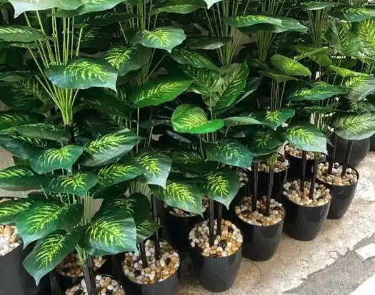 تنسيق وتزين الحدائق زراعة الأشجار والنخيل كل ما يخص الحدائق