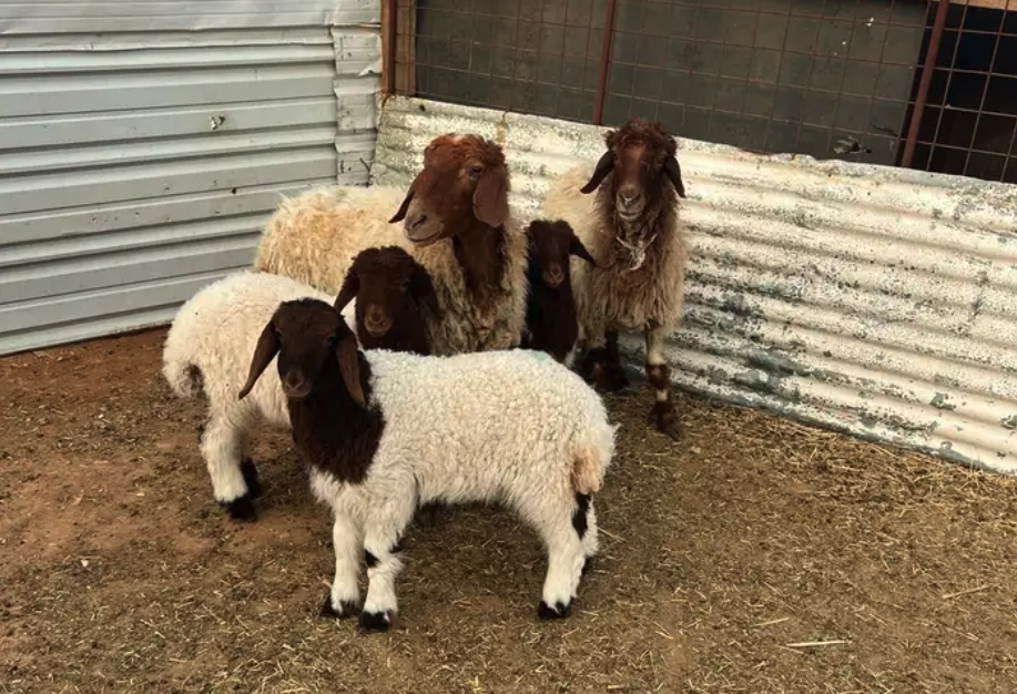 شاتين نعيم متاومه