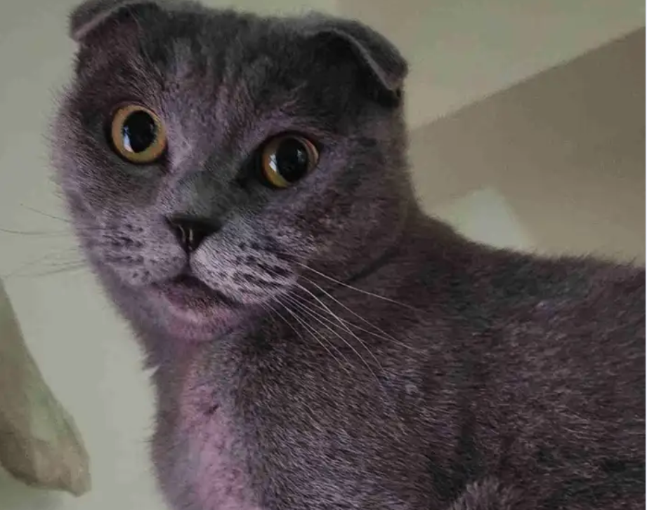 قطة مفقودة في الدرعية حي الخالدية مكافئة 1000 ريال