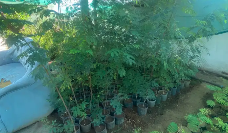 اشجار شوكيات( طلح -سدر -قرض -سمر )