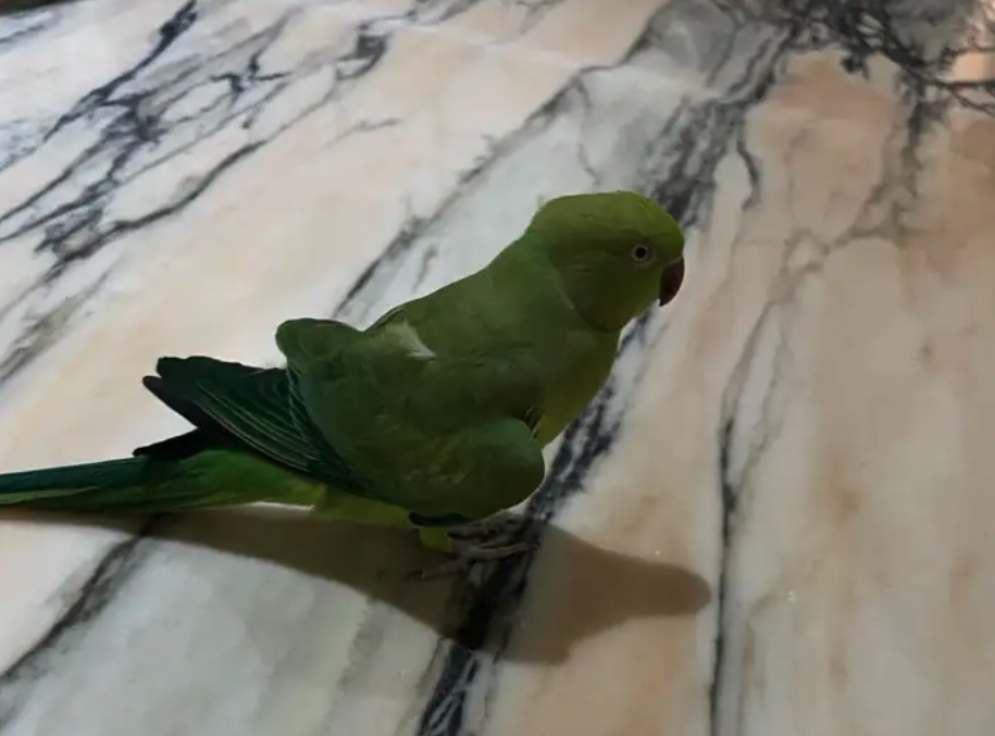 ببغاء دره متكلم ويطلع على اليد