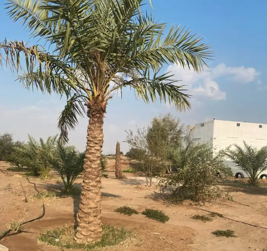 مزرعة و استراحة للإيجار السنوي