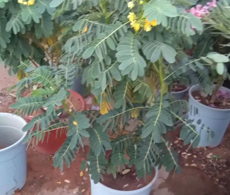 مشتل مشاتل الرياض