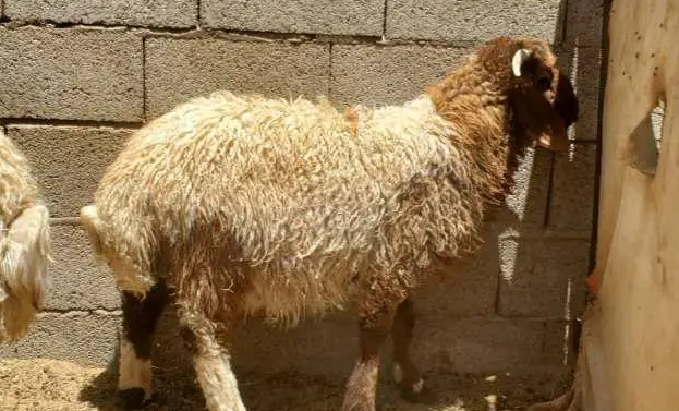 5 خرفان ورخلة اضاحي