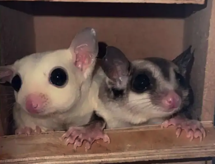 زوج سناجب شوقر قلايدير اليفه وتاكل من اليد