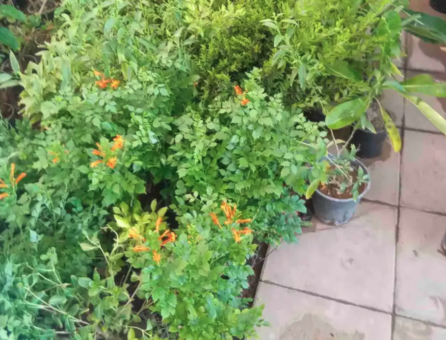 مشتل مشاتل الرياض