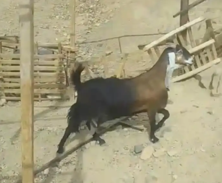 معزة للبيع