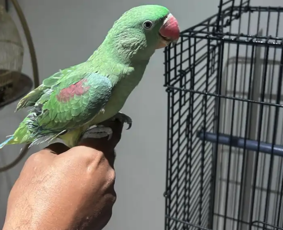 ببغاء نيبالي