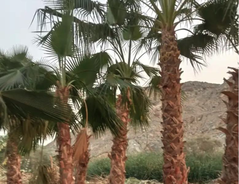 نخل بجميع انواعه ومقاساته زينه وعربي