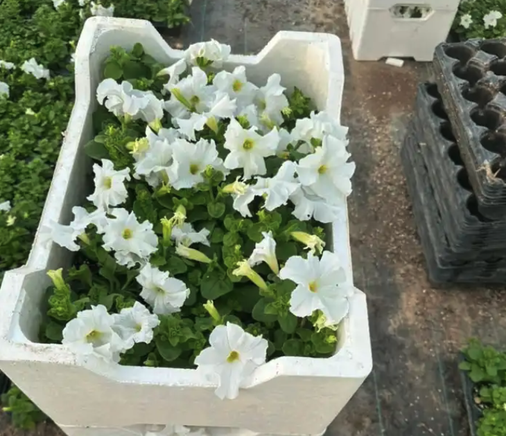 مشتل مشاتل الرياض