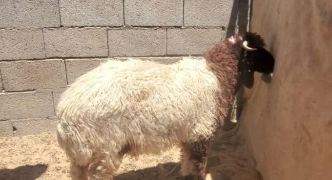 5 خرفان ورخلة اضاحي