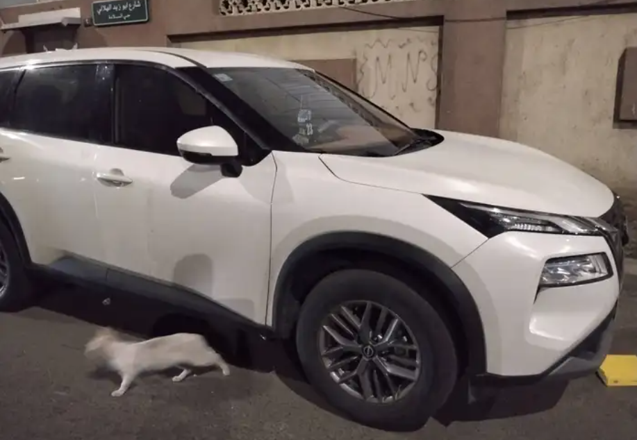 اكس تريل 2023 ستاندرد