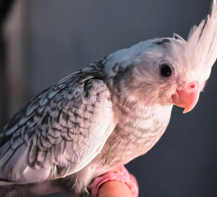 فروخ كوكتيل هولندي وايت فيس بيرل بايد