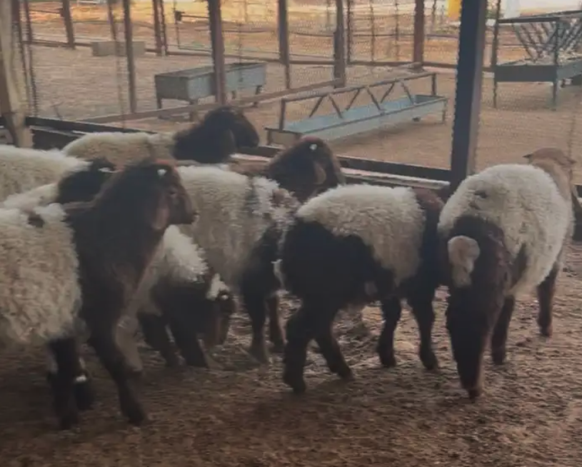 هرافي خروف صافي