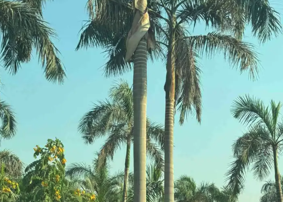 نخل بجميع انواعه ومقاساته زينه وعربي