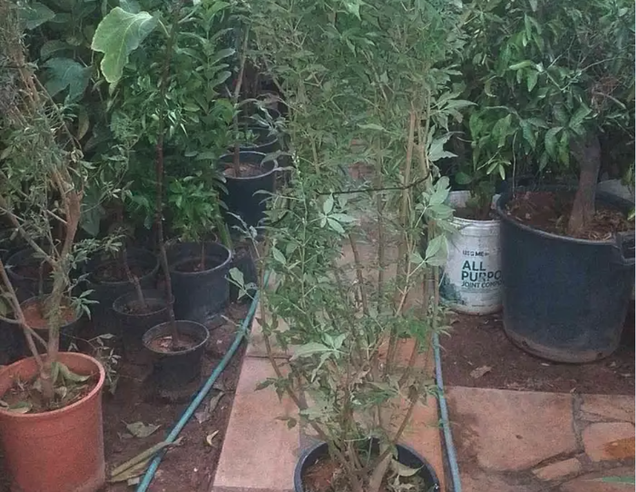 مشتل توريد النبتات و الاشجار