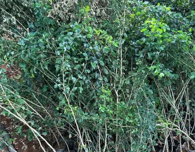 عرض شتلات الجمله 5000 شتله بريال و30 هلله شامل التوصيل 1.30