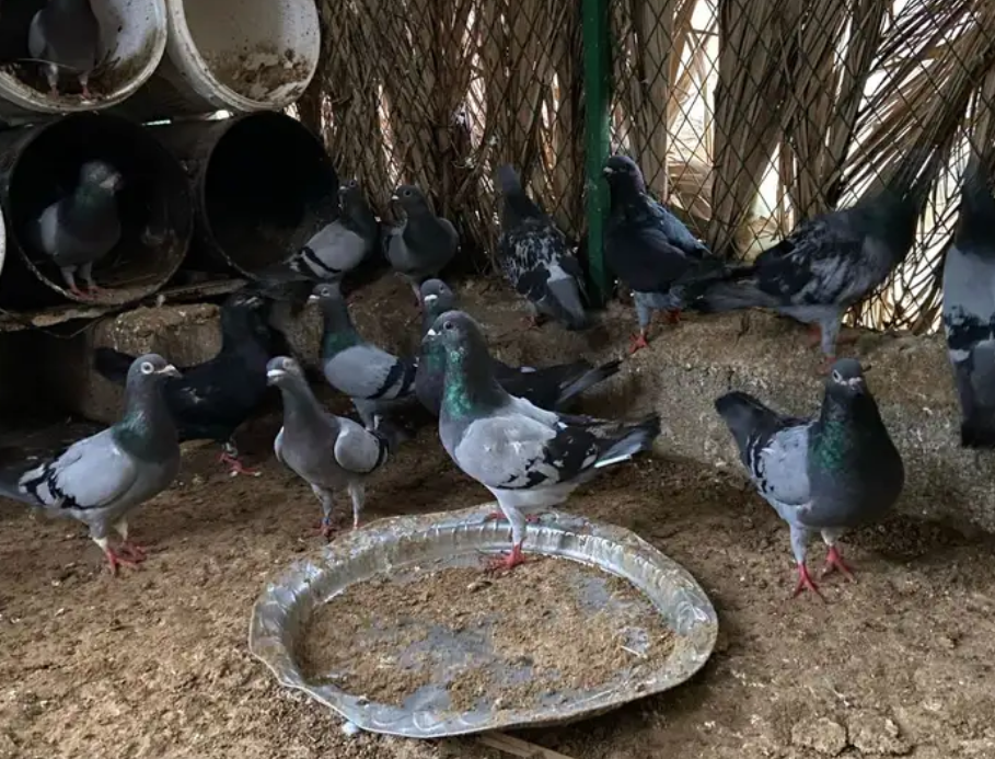 حمام زاجل
