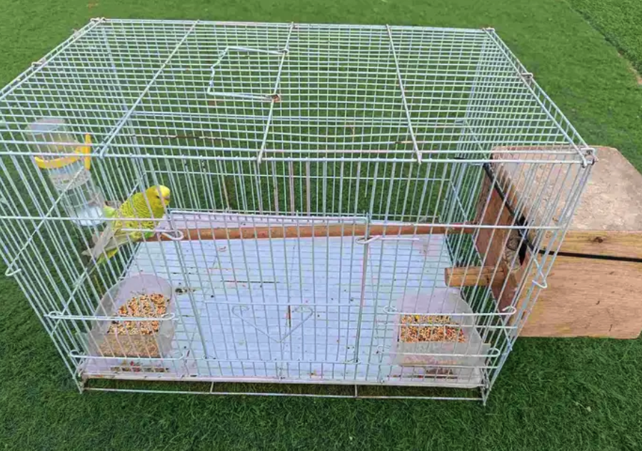 طائر بادجي للبيع