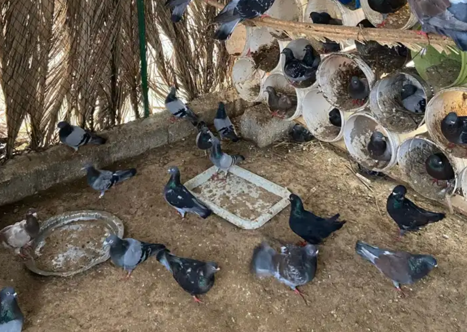 حمام زاجل