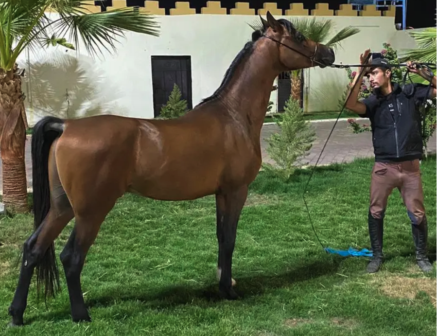 فحل مرواني منتج