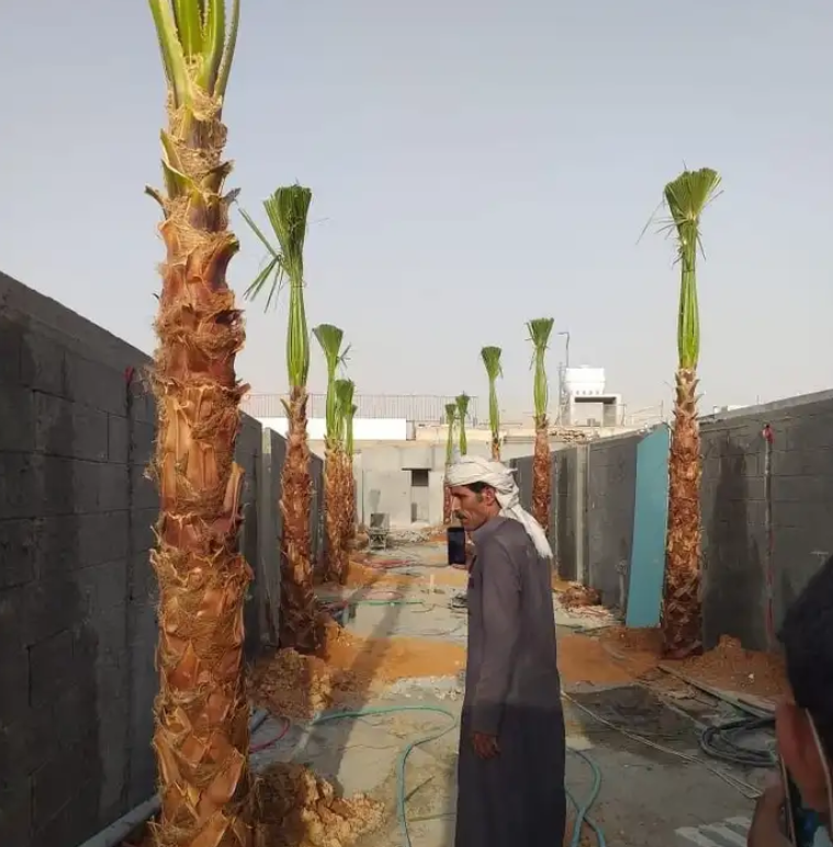 نخل واشنطني زينه امريكي
