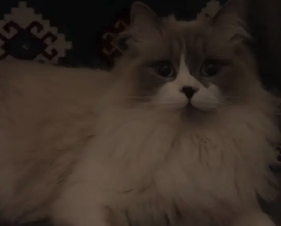 قط ذكر ضايع