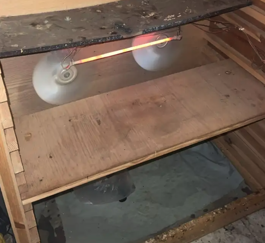 فقاسة بيض الحد 600 ريال