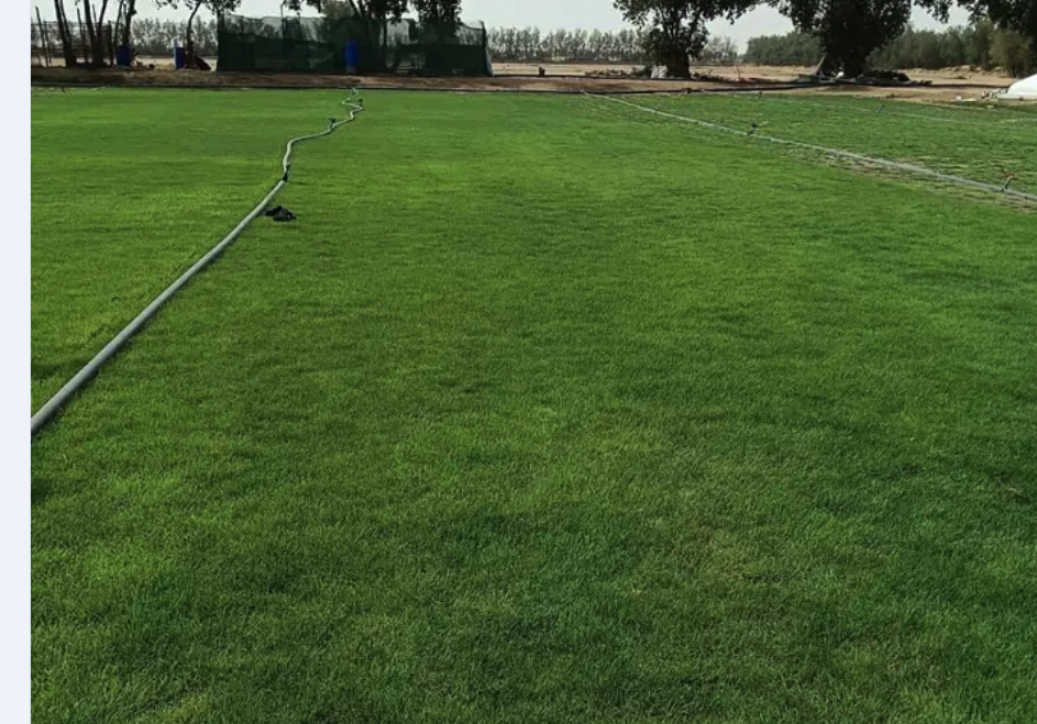 نجيله خضراء طبيعيه