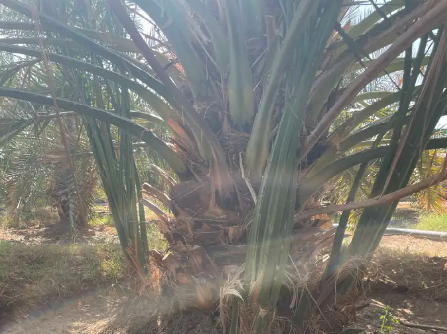 فسائل اصنى نخل عجوه