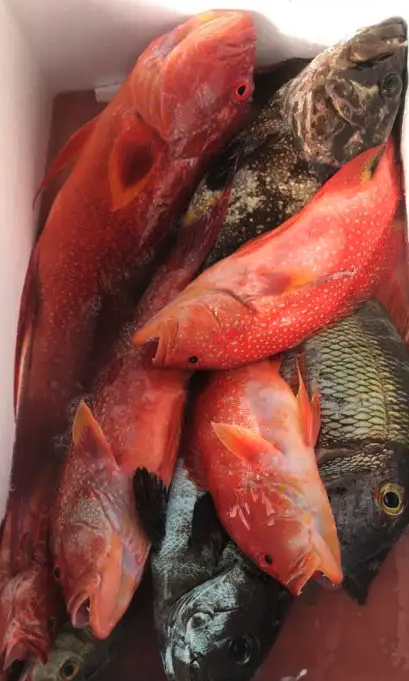 رحلات صيد تبدا من 900