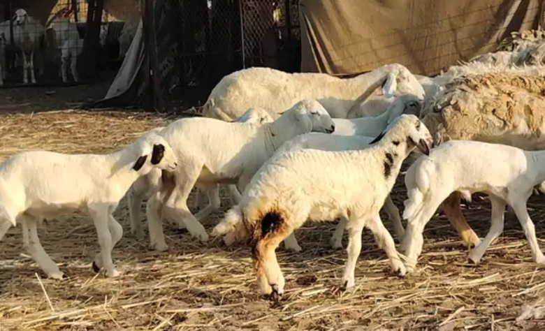 غنم حريه خلفات حرش 17 بالفحل تحتها 16 بهمها طيب وقيامه طيب