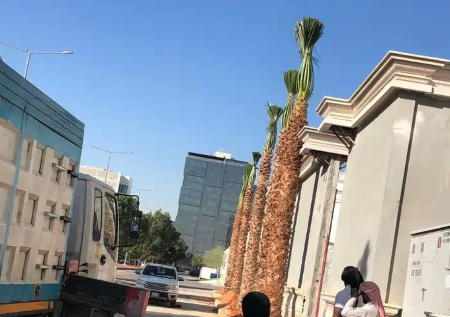 نخيل واشنطني ونخيل عربي