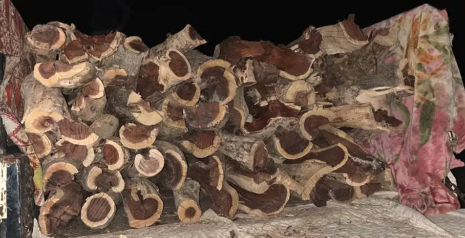 حطب أفريقي سمر