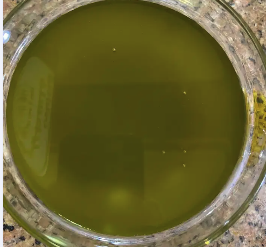 زيت زيتون بكر فلسطيني نابلس معصور على البارد اصلي سعر جملة