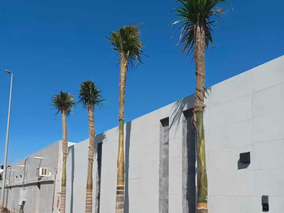 نخل بجميع انواعه ومقاساته زينه وعربي