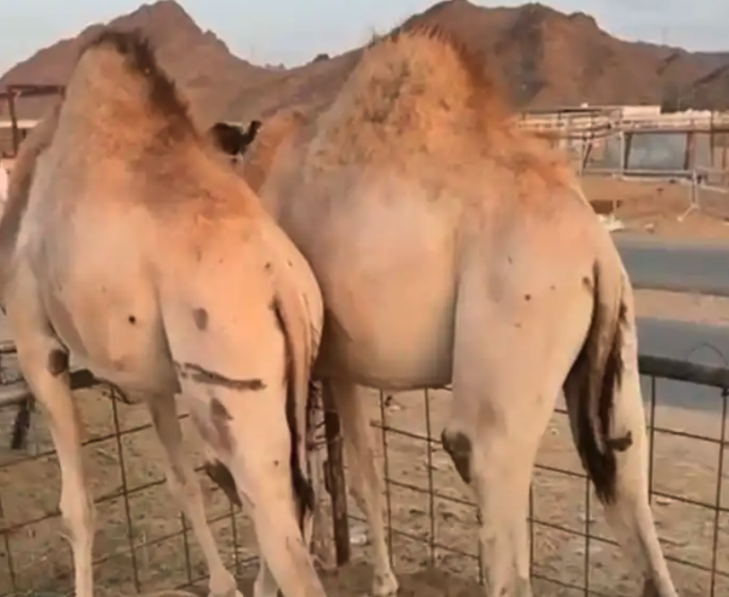 قعدان مغلقه الموقع نجران