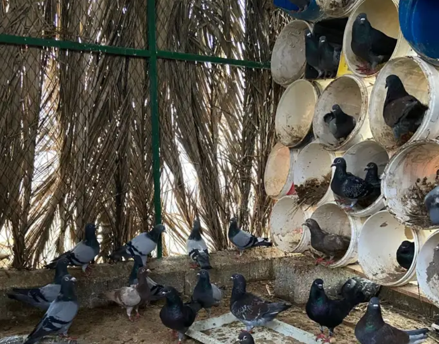 حمام زاجل