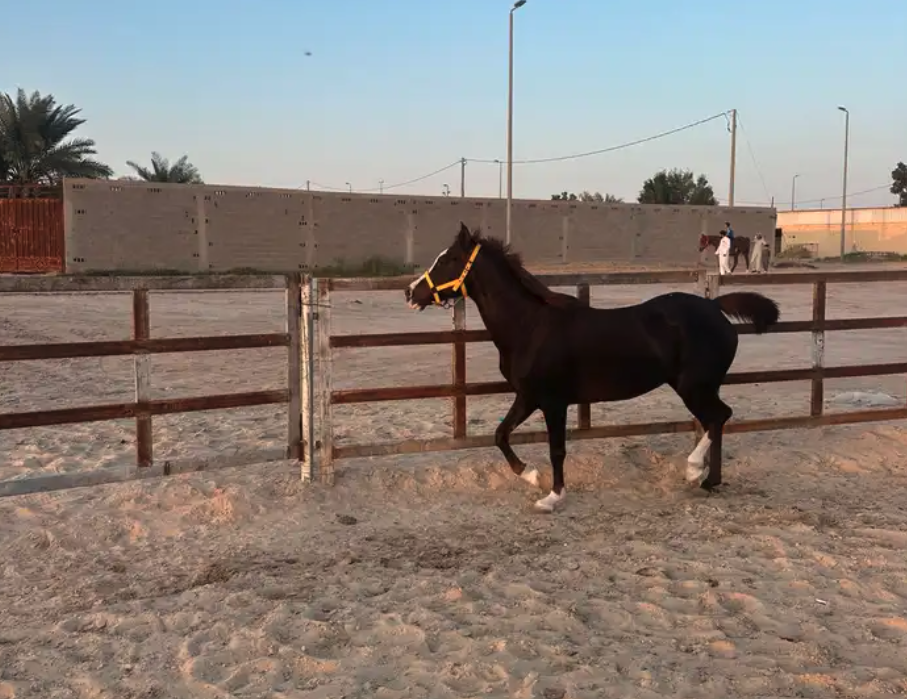 فرس شعبيه تحتها مهره