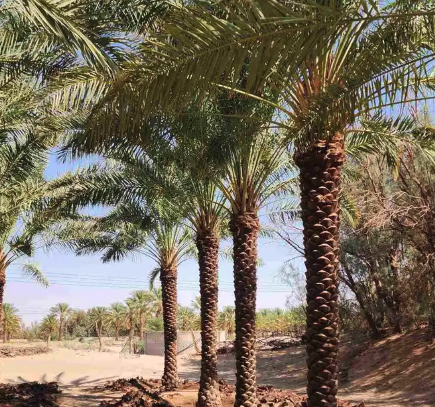 متوفرجميع انواع أنخيل للبيع